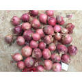 Chinese New Crop Fresh Red Onion 10kg Mesh Bag Package/Shallot